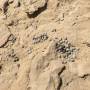 saadiyat_img_0383.jpg