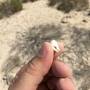 saadiyat_img_0397.jpg