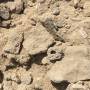 saadiyat_img_0373.jpg